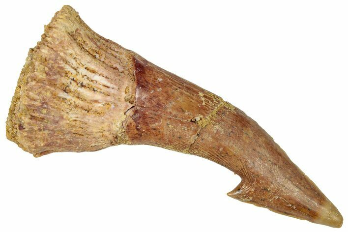 Fossil Sawfish (Onchopristis) Rostral Barb - Morocco #322825